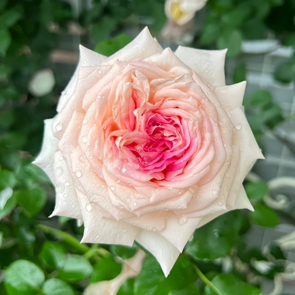 Ragazza Rose Plant|米兰少女 image 0