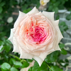 Ragazza Rose Plant|米兰少女 image 0