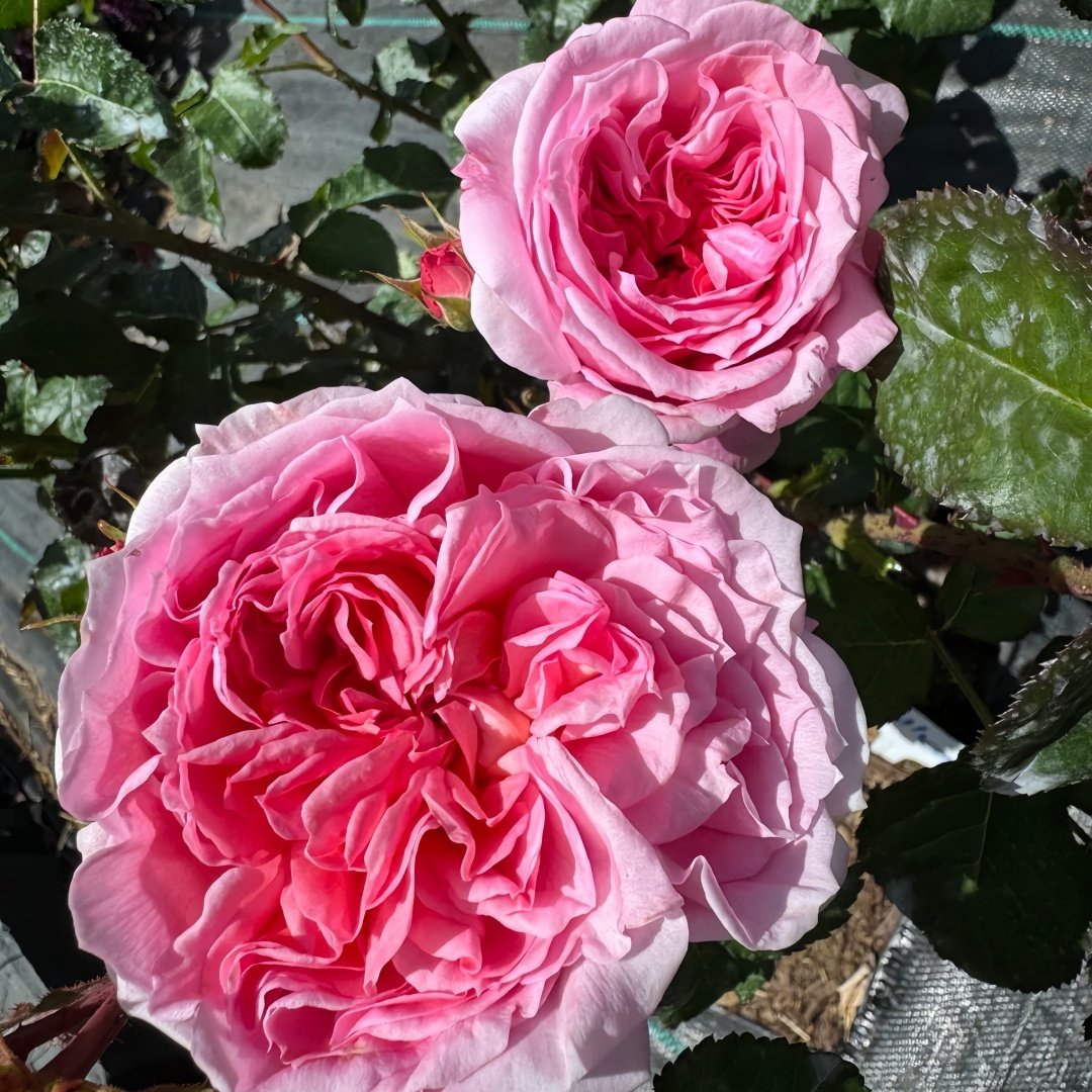 Millicent Rose Plant|米利森特 image 9