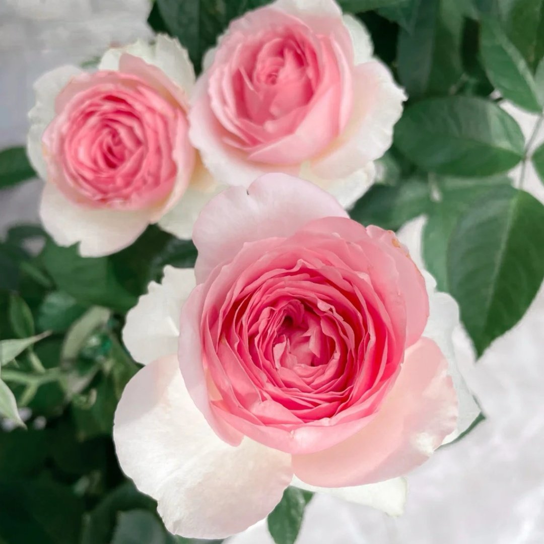 Dark Pink Monalisa Rose Plant | 深粉蒙娜丽莎 image 4