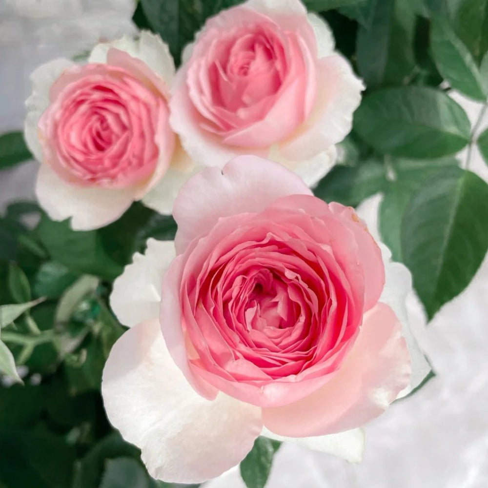 Dark Pink Monalisa Rose Plant | 深粉蒙娜丽莎 image 4