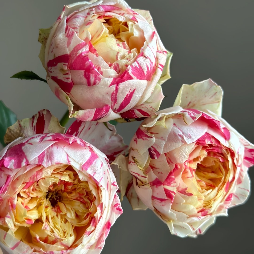 Party Ranuncula Rose Plant|狂欢派对 image 1