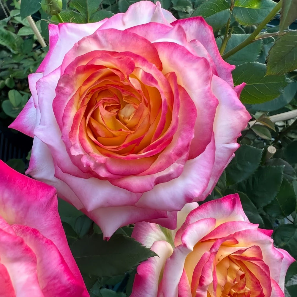 Pop Star Rose Plant|流行歌星 image 5