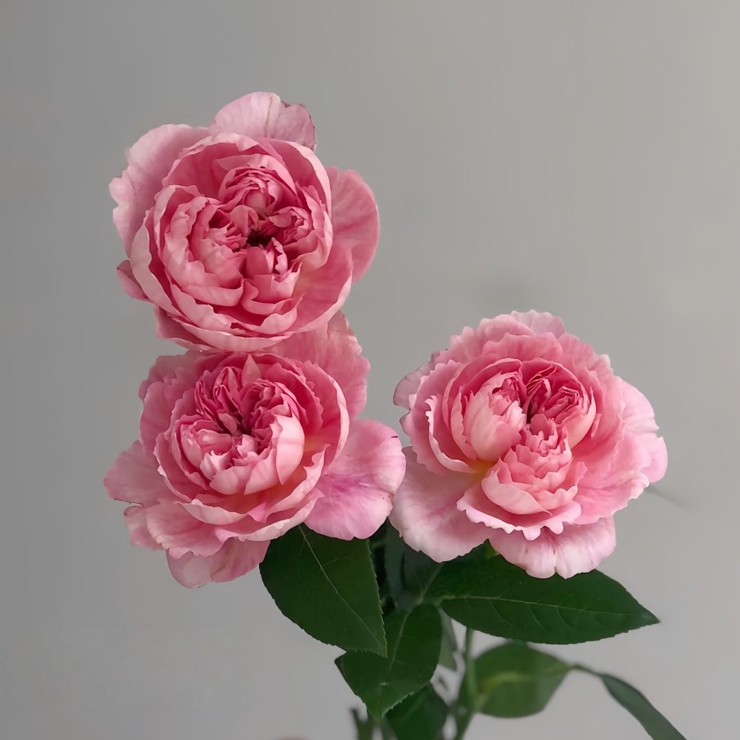 Xiuyan Rose Plant｜羞颜 image 5
