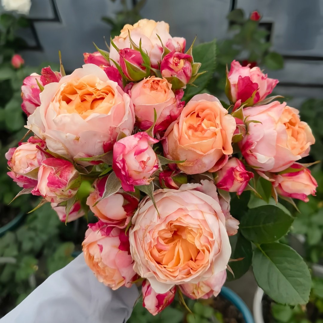 Fire X-pression Rose Plant｜大花美人 image 4