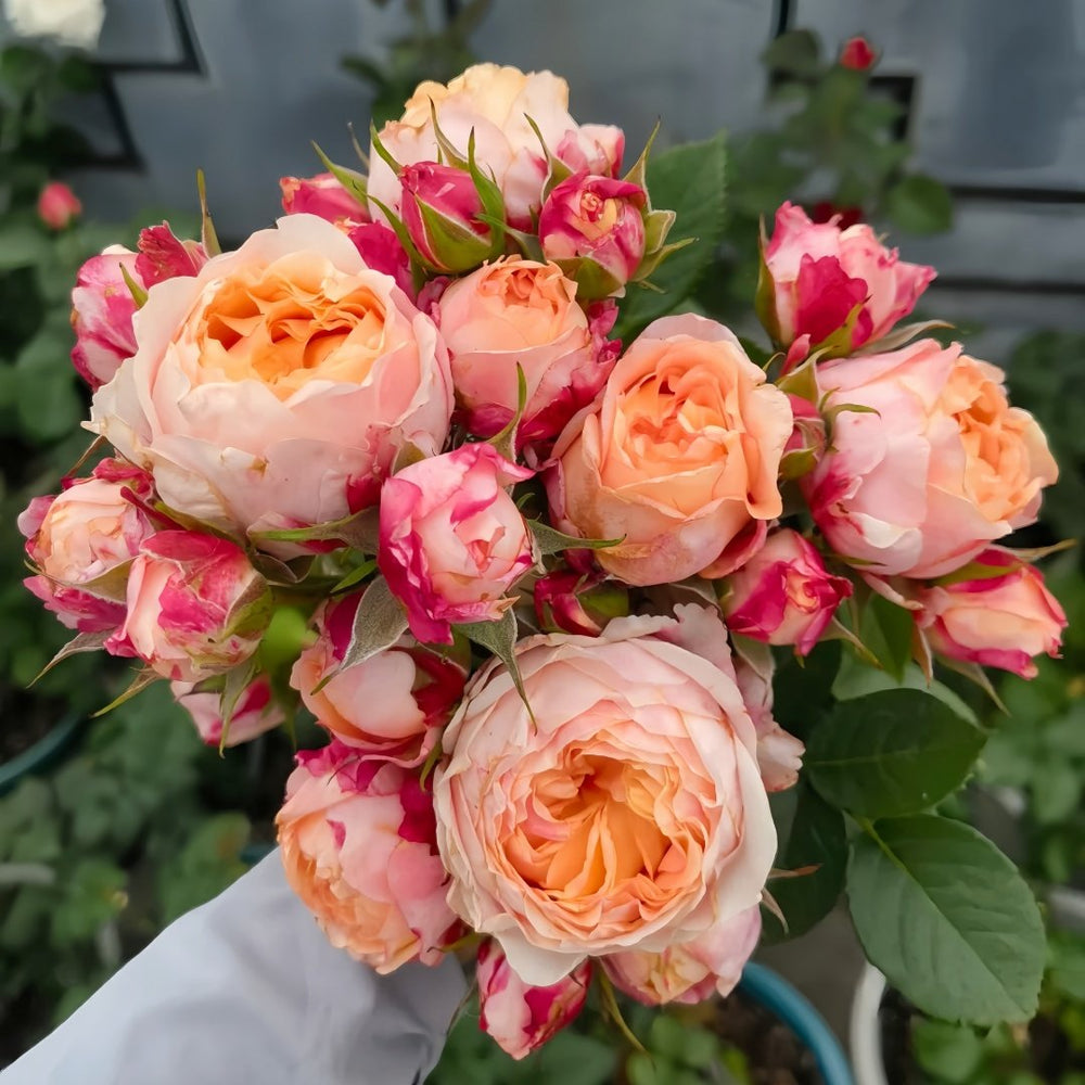 Fire X-pression Rose Plant｜大花美人 image 4