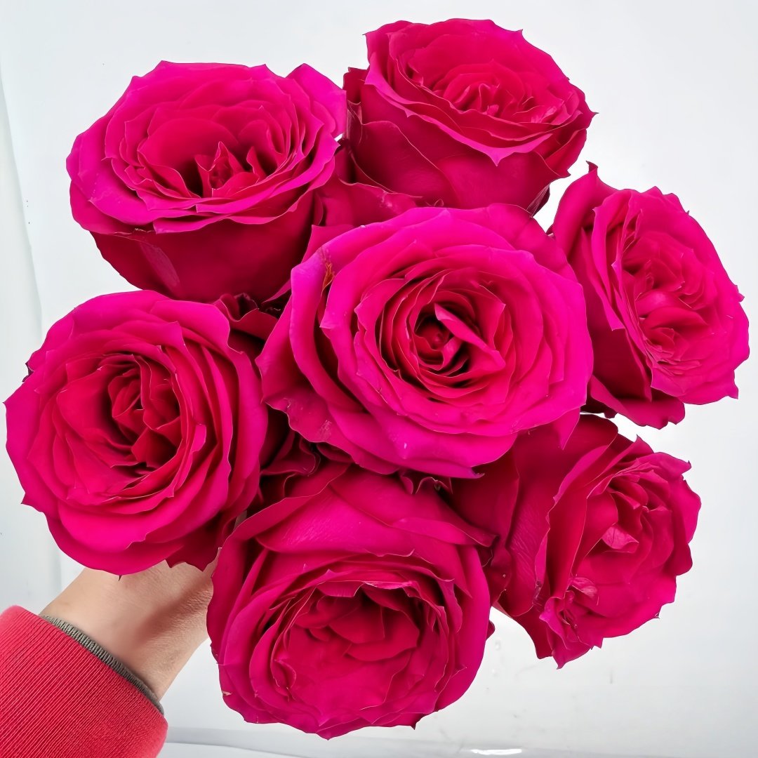 Good Vibes Rose Plant|好感觉/氛围感 image 9