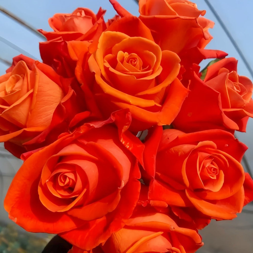 Orange Party Rose Plant|金色交响曲 image 7