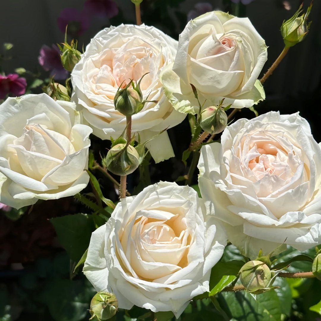 Madame Anisette Rose Plant|茴香酒夫人 image 7