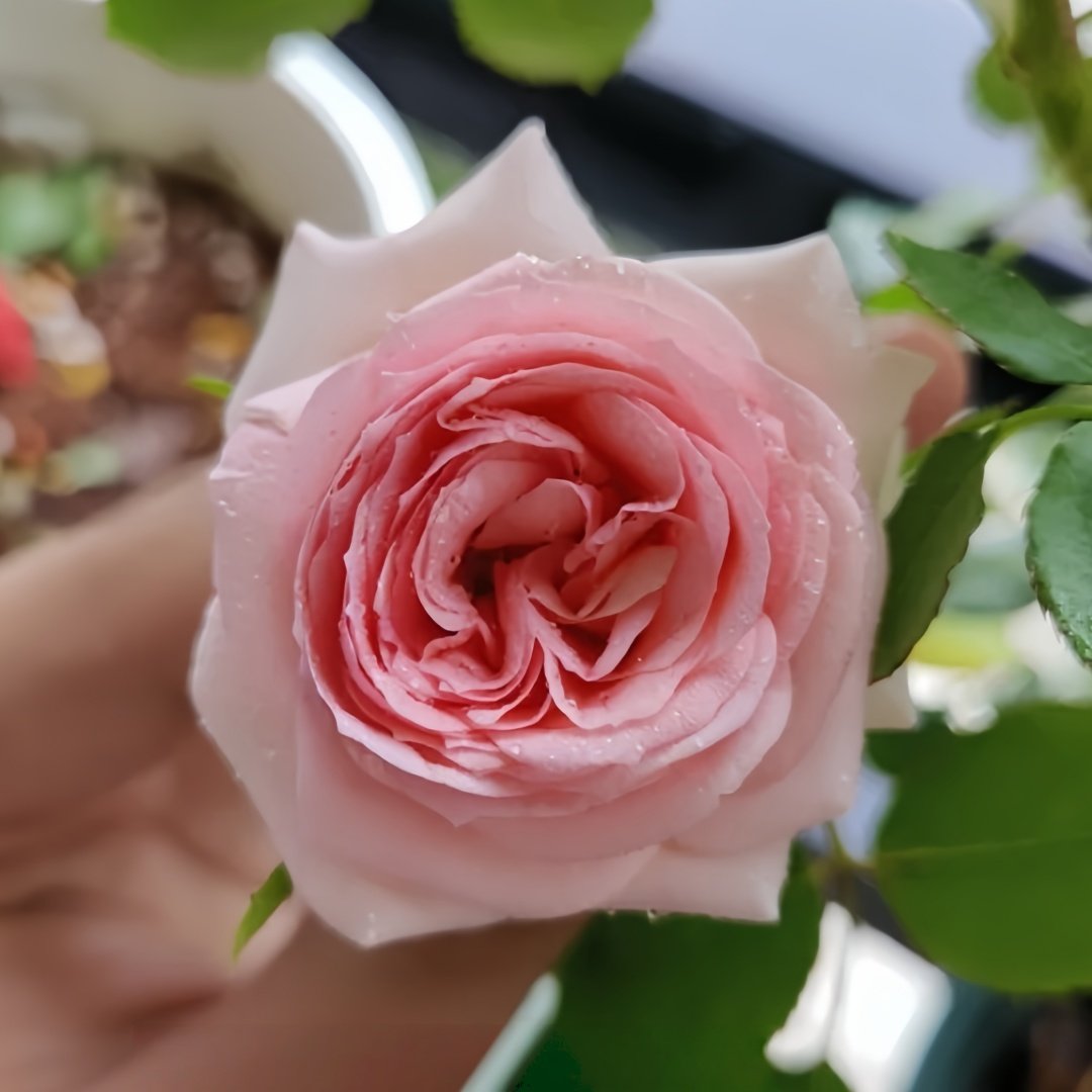 First Lady Rose Plant|第一夫人 image 1