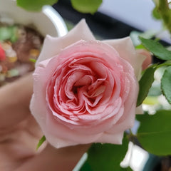 First Lady Rose Plant|第一夫人 image 1