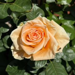 Peach Wave Rose Plant｜桃色波 image 2