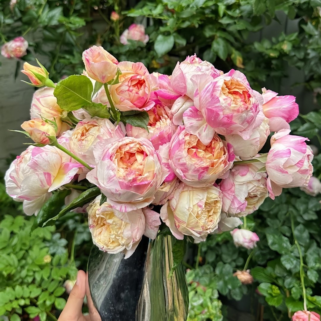 Edouard Manet Rose Plant|马奈 image 9