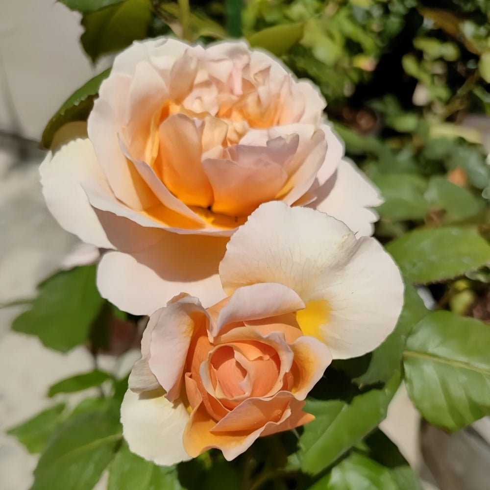 Versigny Rose Plant|维尔西尼 image 7