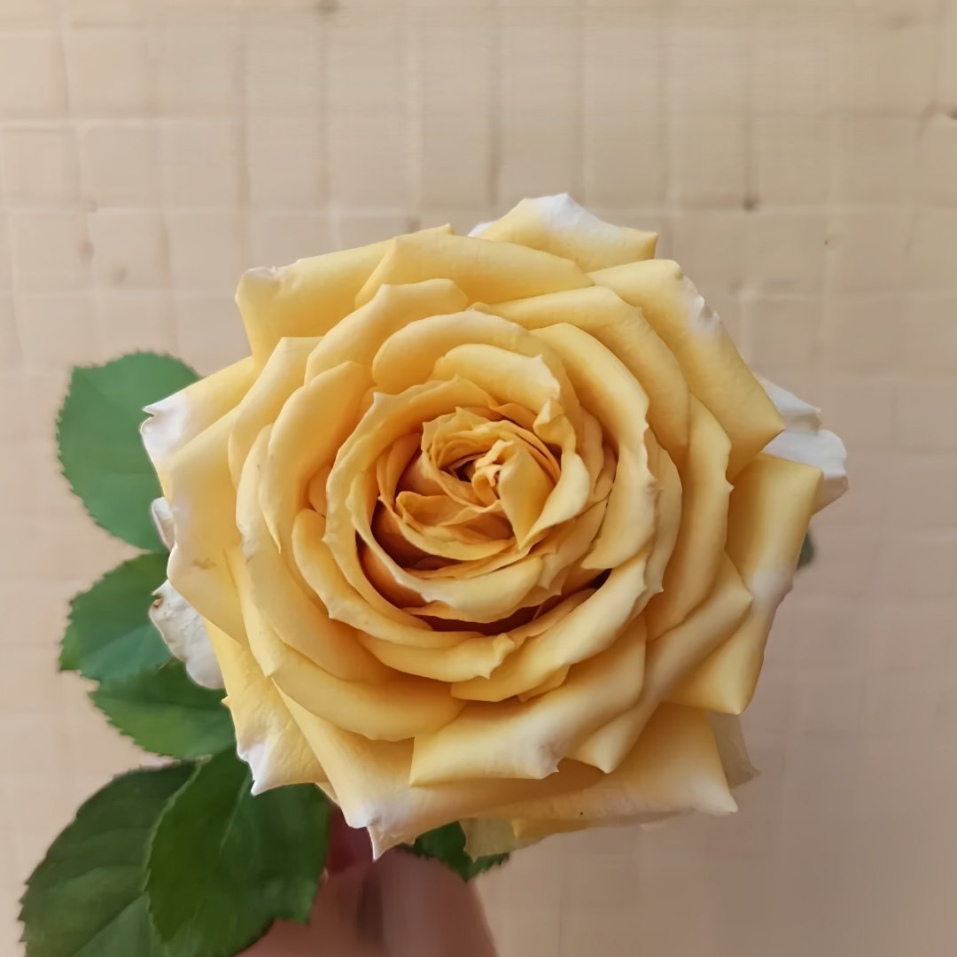 Golden Mustard Rose Plant|黄金芥末 image 8