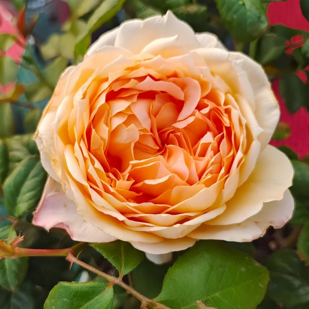 Capri Rose Plant | 卡普里 image 2