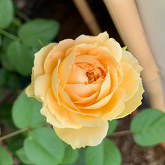 Vanilla Catalina Rose Plant｜香草卡特琳娜 image 0