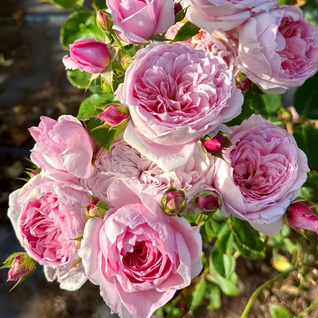 Millicent Rose Plant|米利森特 image 7