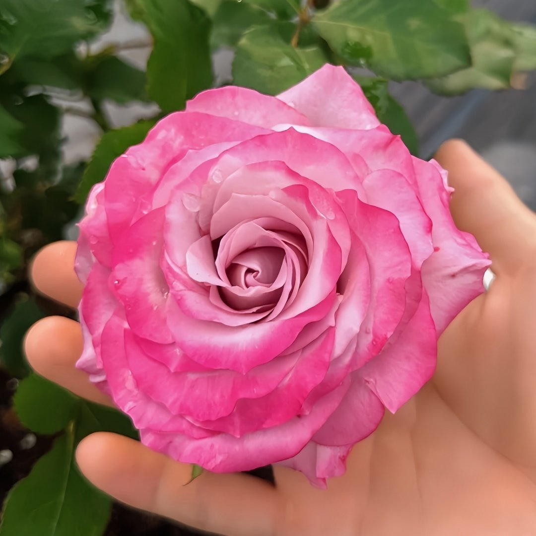 Glamorous Rose Plant ｜气场玫瑰 image 4