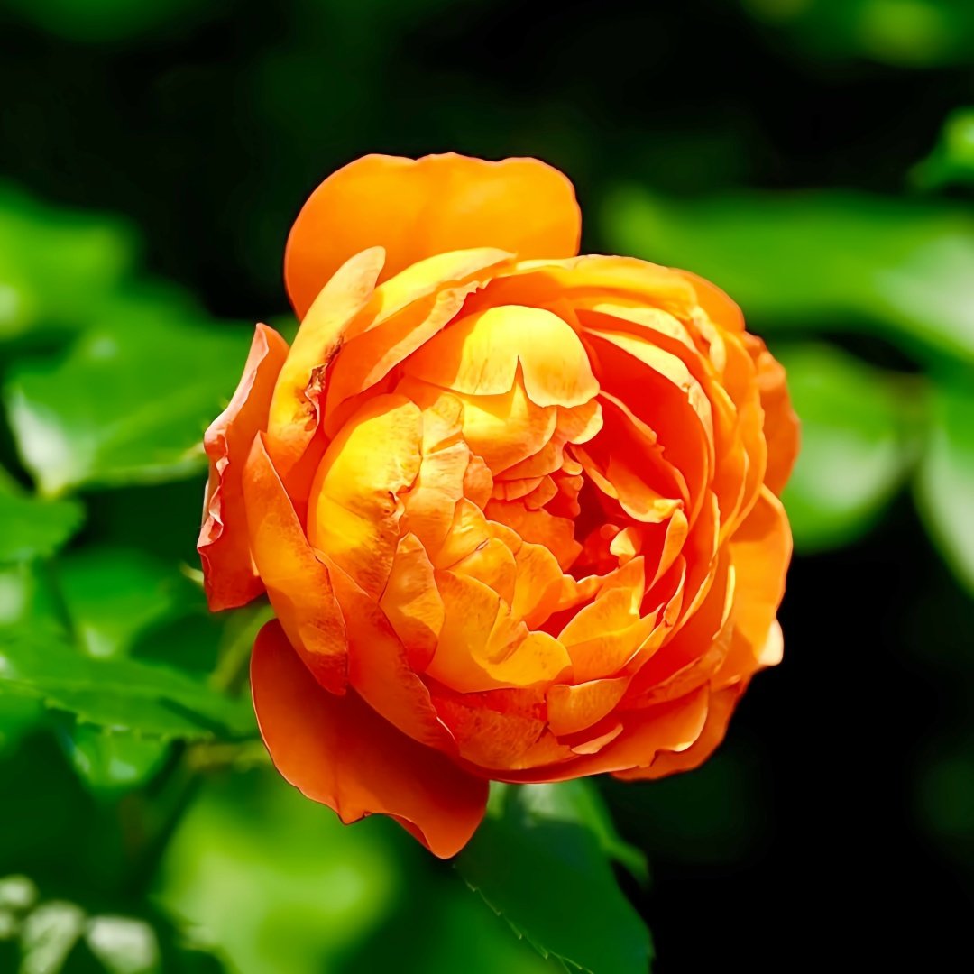 Honey Caramel Rose Plant｜蜂蜜焦糖 image 4