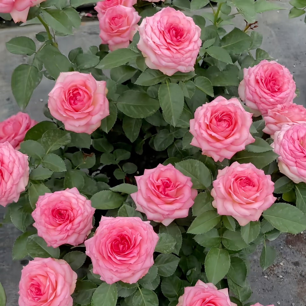 Mayra's Rose Fantasy Rose Plant｜梦幻梅拉 image 9