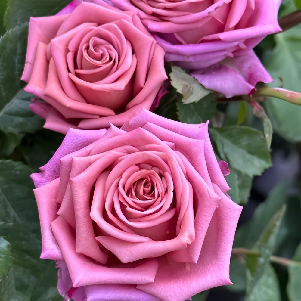 Barista Rose Plant｜咖啡师 image 7