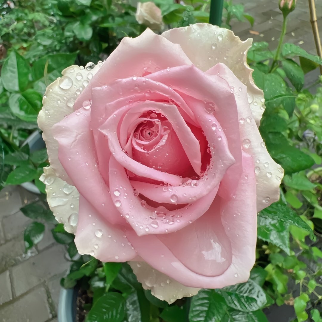 Kanata Rose Plant｜彼岸 image 2