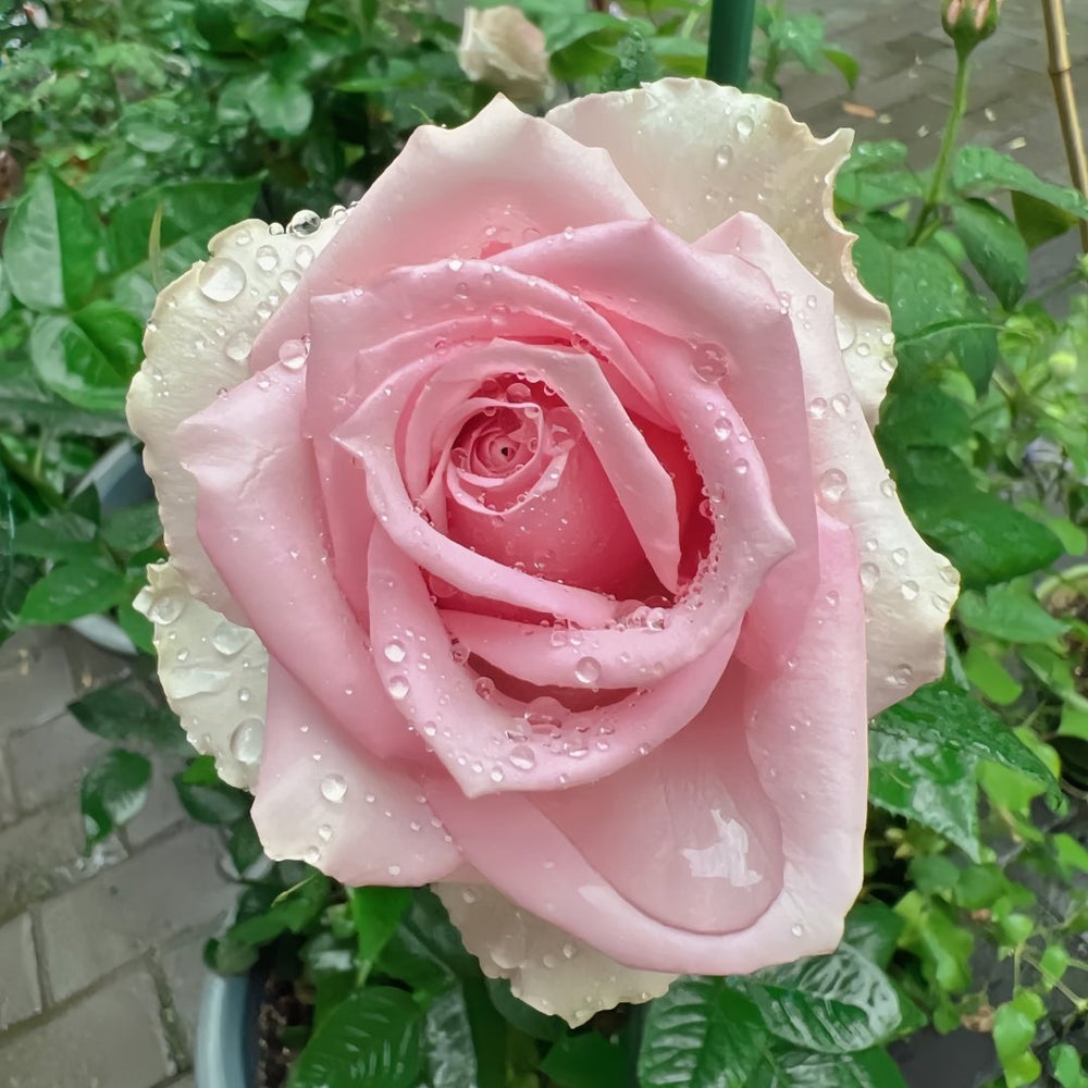 Kanata Rose Plant｜彼岸 image 2
