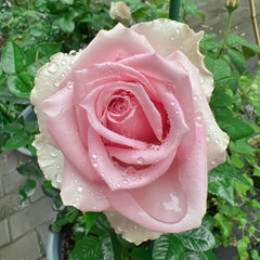 Kanata Rose Plant｜彼岸 image 2