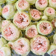 Darlene Rose Plant | 抹茶小小酥 image 3