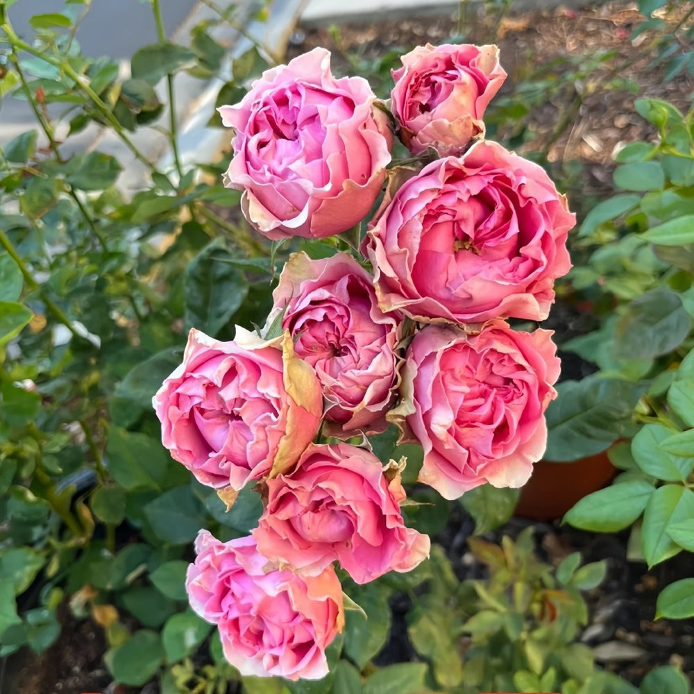 Wild Moments Rose Plant｜狂野时刻 image 5