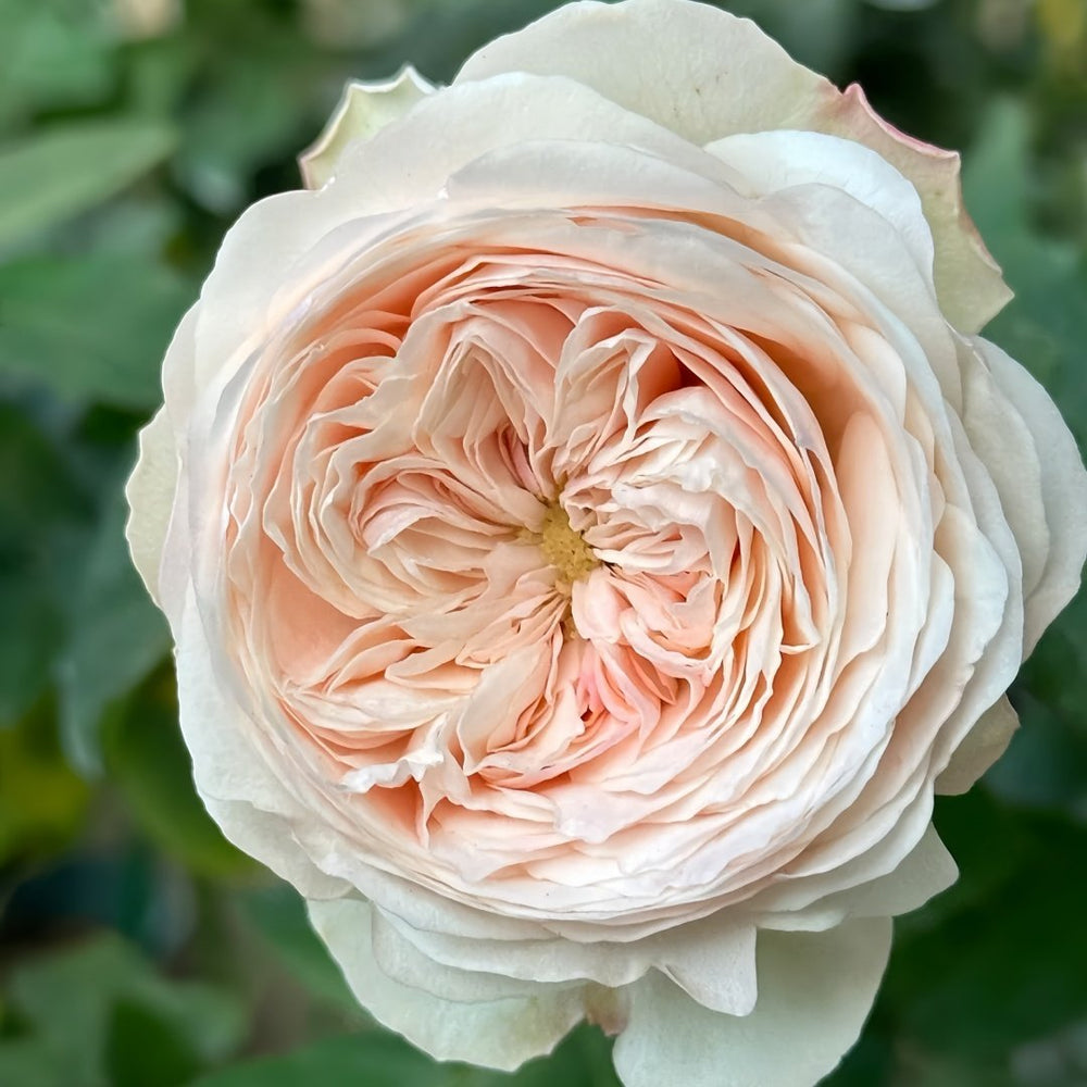 Mansfield Park Rose Plant｜曼斯菲尔德庄园 image 9