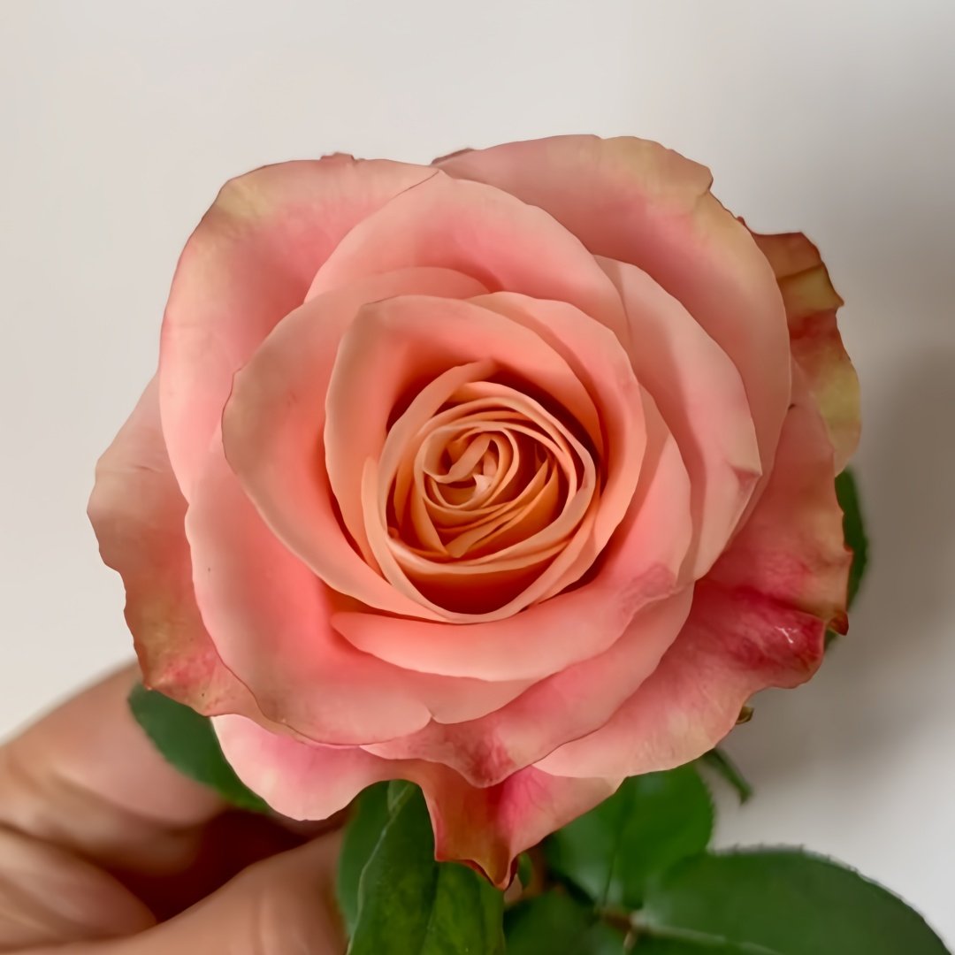 Escalante Rose Plant | 埃斯卡兰特 image 0