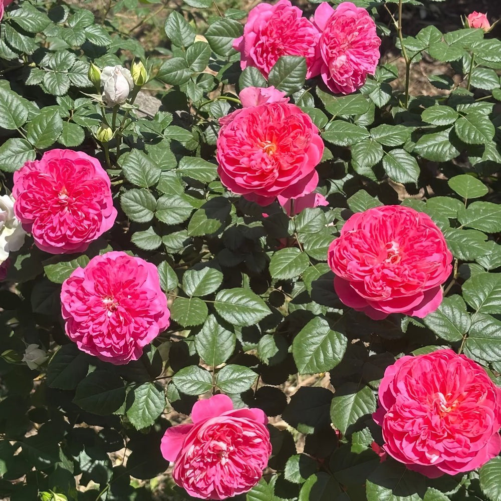 LionHeart Rose Plant|狮子心 image 9