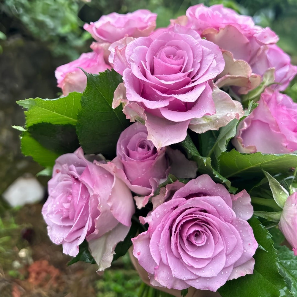 Nightingale Rose Plant｜紫霞仙子 image 6