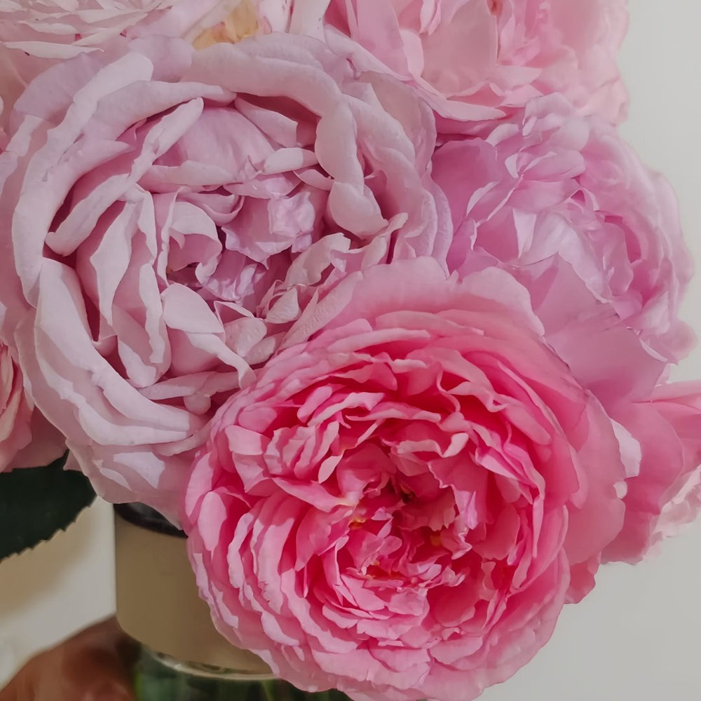 Yves Wishing Rose Plant|伊芙心愿 image 7