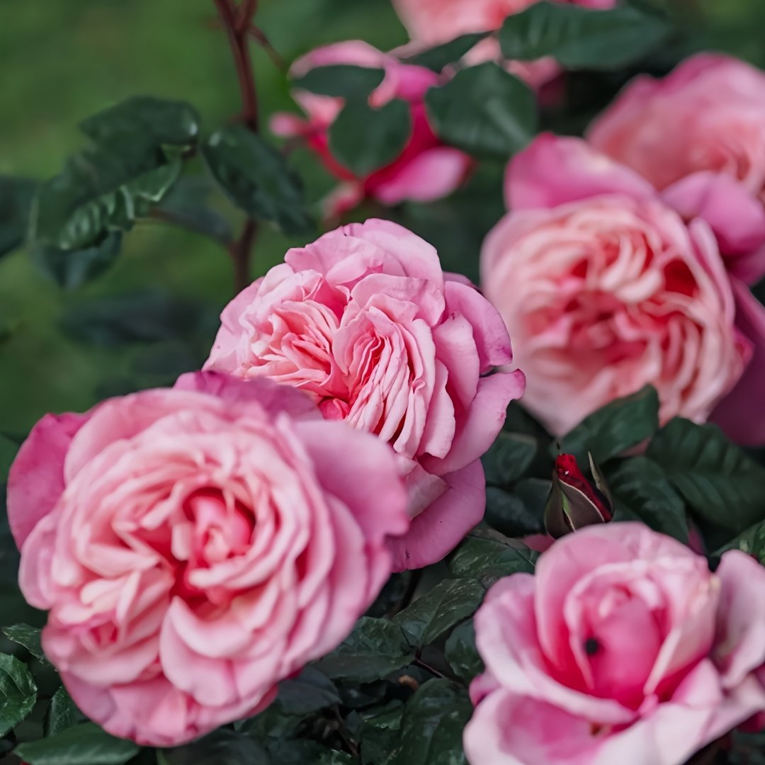 Wildberry Rose Plant|野莓子 image 8