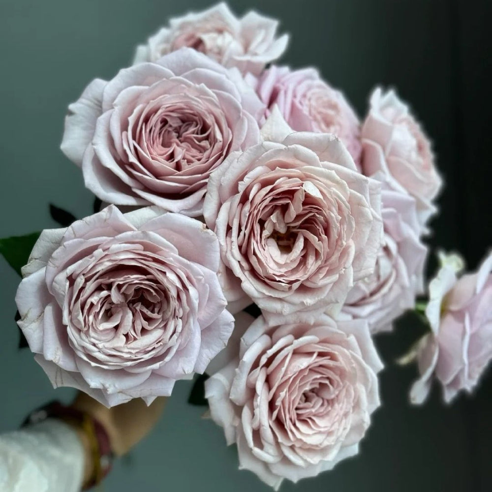 Memoire Rose Plant｜回忆录 image 3