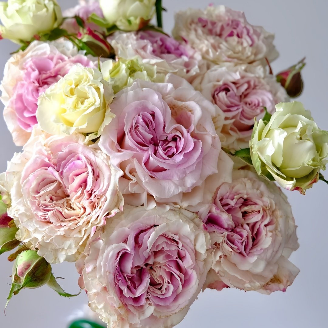 Dolce Summerhouse Rose Plant|道斯山庄/恋恋琴声 image 3