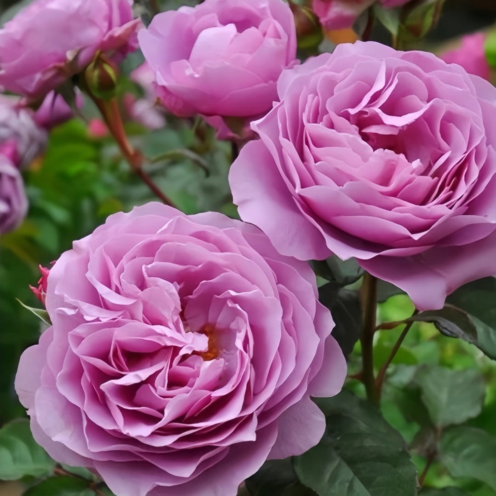 Syrinx Rose Plant|西林克斯 image 2