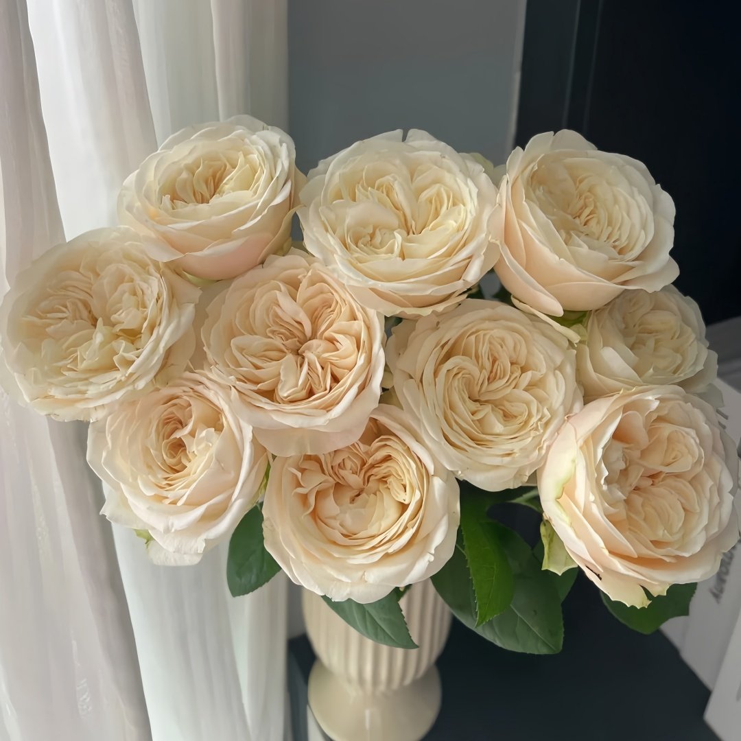 Priscilla Rose Plant|普利希拉 image 8