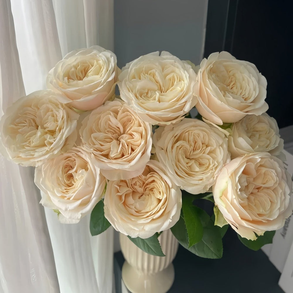 Priscilla Rose Plant|普利希拉 image 8