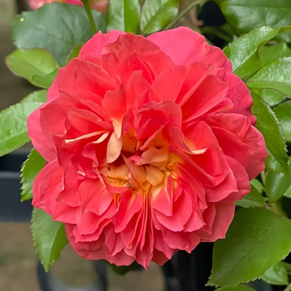 Argonauts Rose Plant｜阿尔戈英雄 image 2