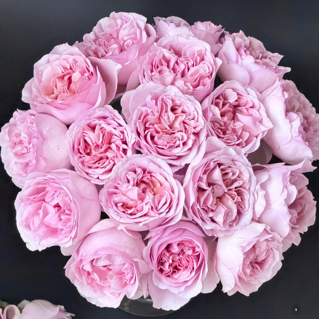 Chocolate Romantica Rose Plant｜浪漫巧克力 image 0
