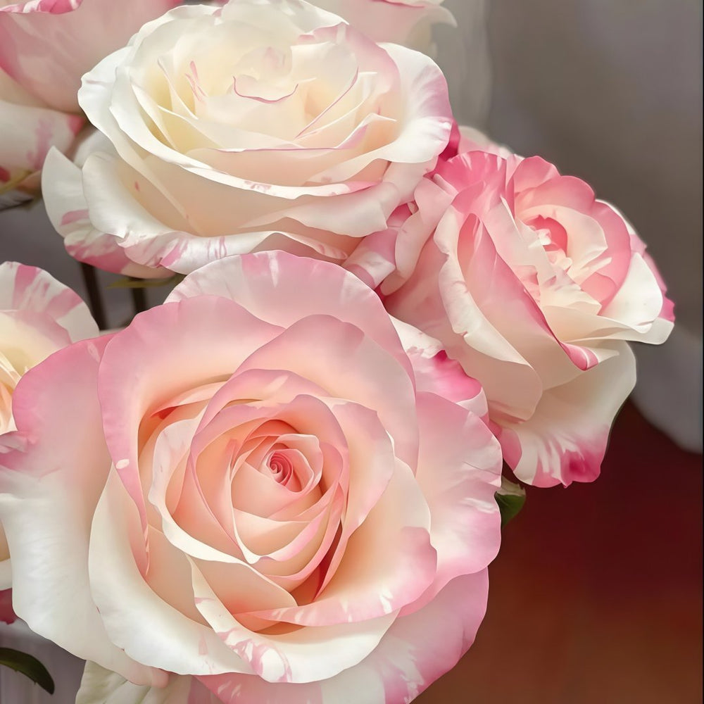 Nichang Rose Plant|霓裳 image 1