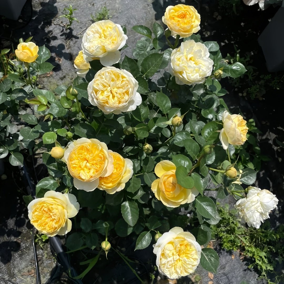 Luciole Rose Plant|萤火虫/路西欧 image 9