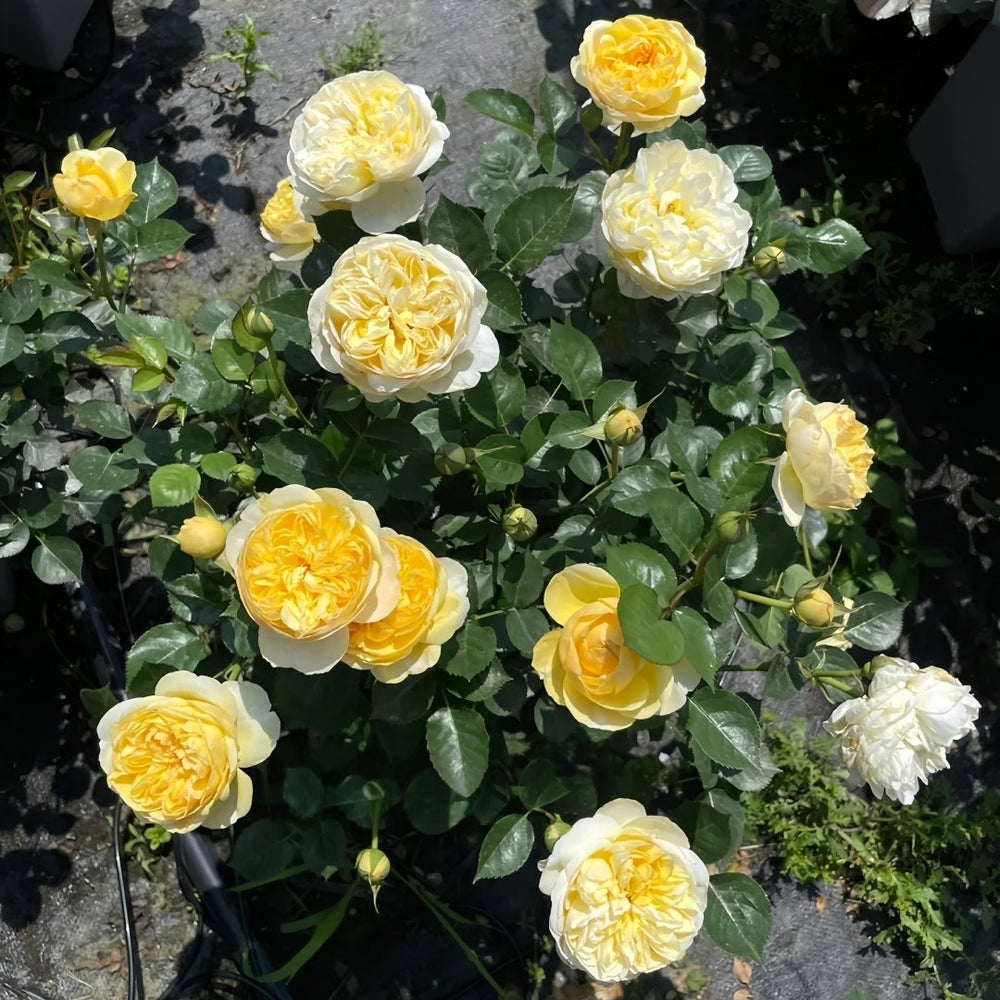 Luciole Rose Plant|萤火虫/路西欧 image 9