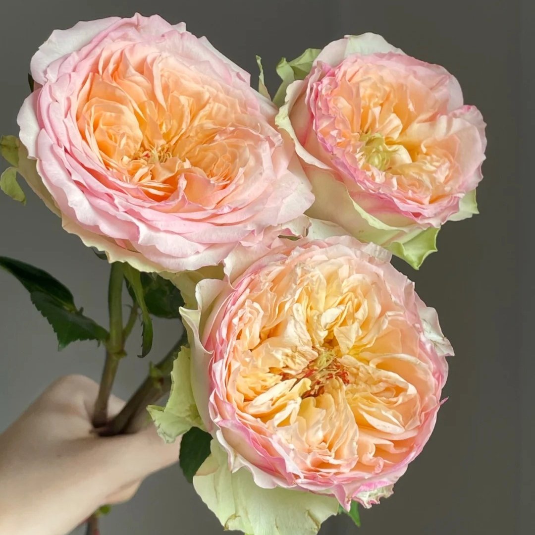 Butterfly Princess Rose Plant|蝴蝶公主 image 5