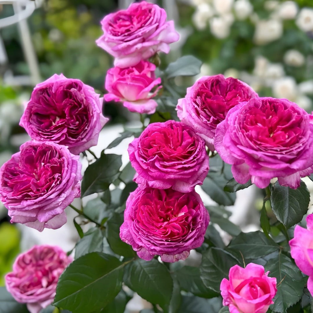 Thierry Marx Rose Plant｜蓝莓蛋糕 image 9
