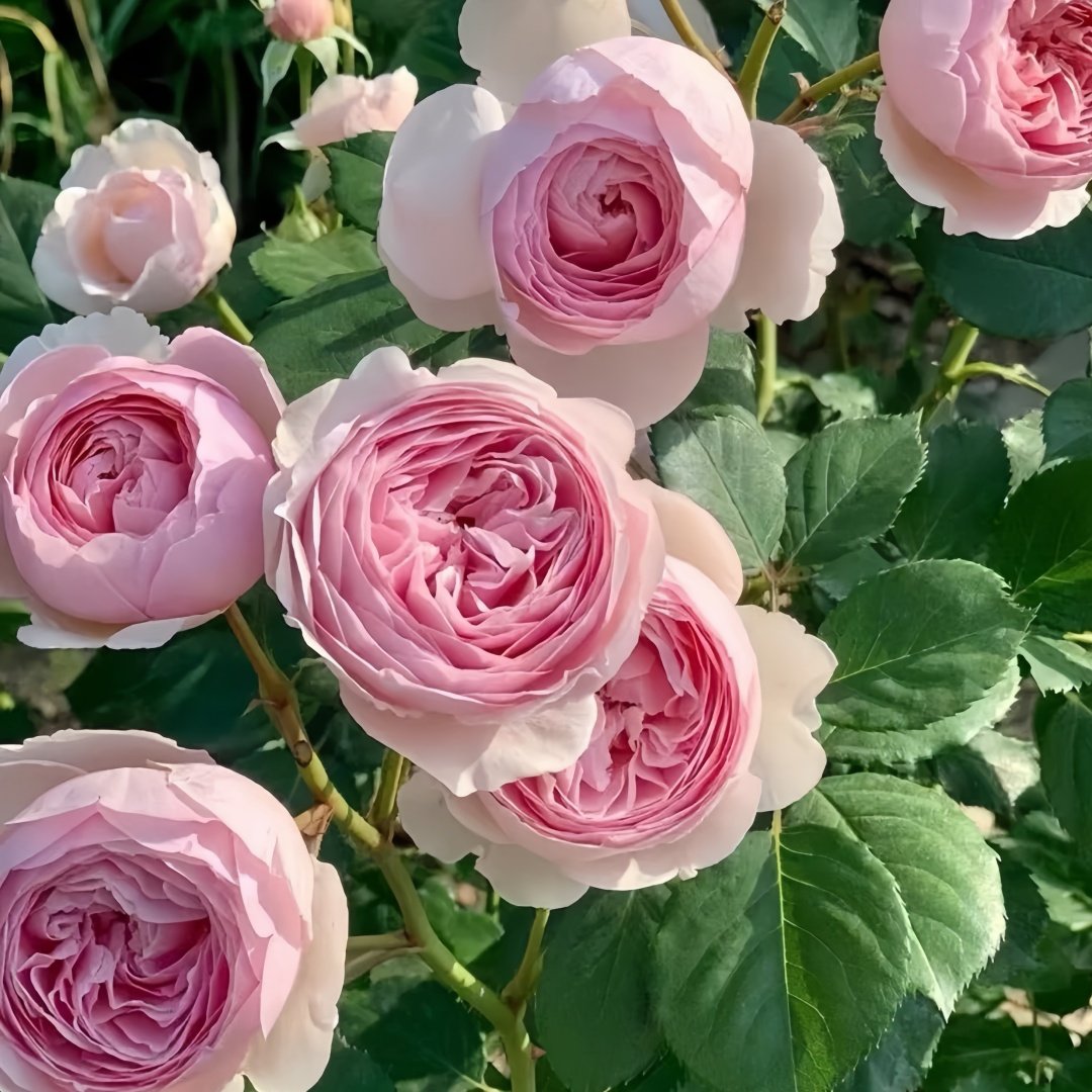 Geoff Hamilton Rose Plant｜杰夫汉密尔顿 image 8